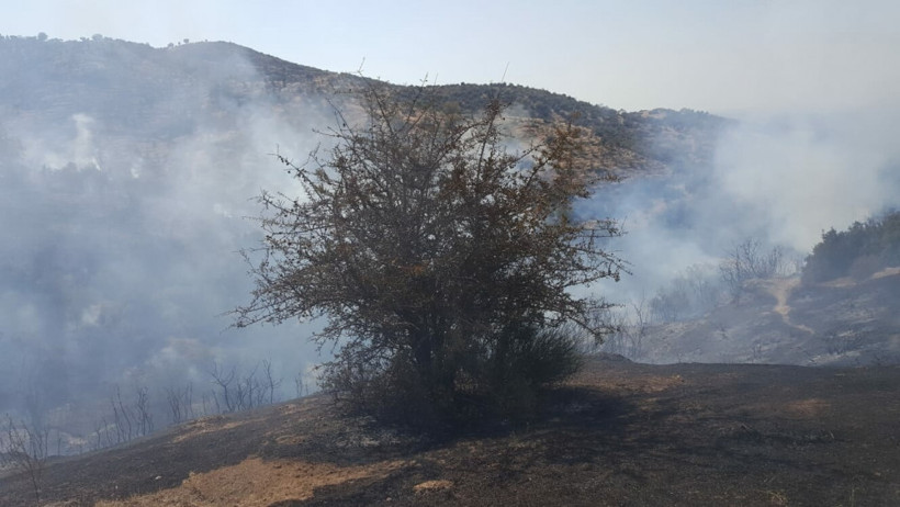 Yenipazar'da 30 dekar zeytinlik alan kül oldu - Resim: 3