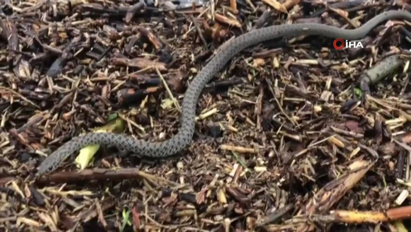 Sel suları getirdi! Bir ilçenin halkı korku içinde - Resim: 4