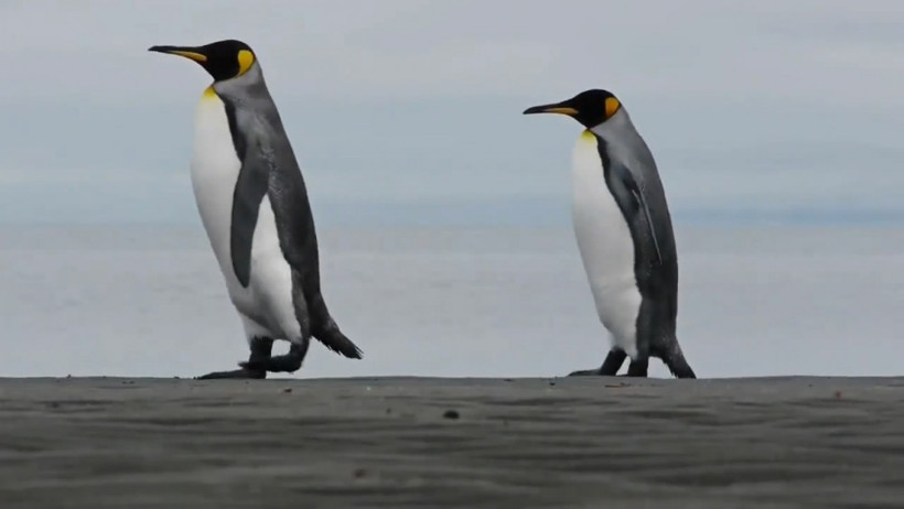 Saadet Partisi'nin 'Penguenli' reklamı olay oldu Karamollaoğlu'nun yorumuna bakın - Resim: 2