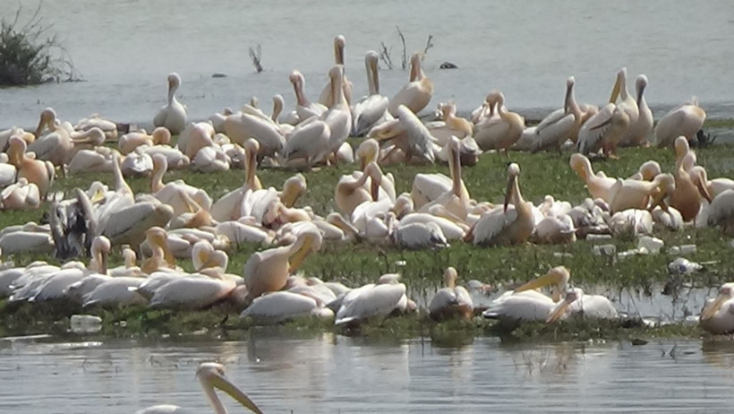 İlk kez geldiler... Barajda muhteşem görüntü - Resim: 1