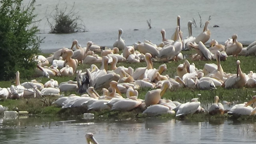İlk kez geldiler... Barajda muhteşem görüntü - Resim: 2
