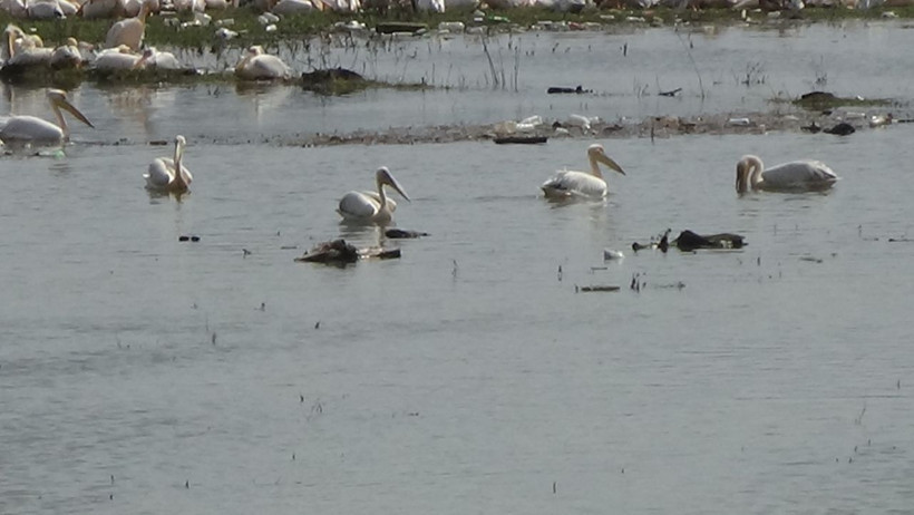 İlk kez geldiler... Barajda muhteşem görüntü - Resim: 3