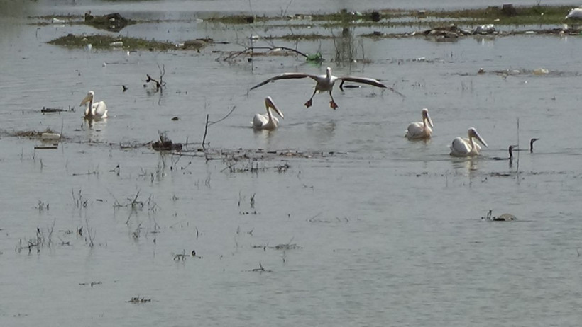 İlk kez geldiler... Barajda muhteşem görüntü - Resim: 4