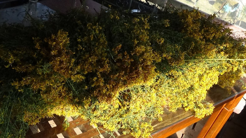 Osmanlı'nın da savaşırken yanında taşıdığı bu yağ yüzyıllardır dertlere deva oluyor - Resim: 1