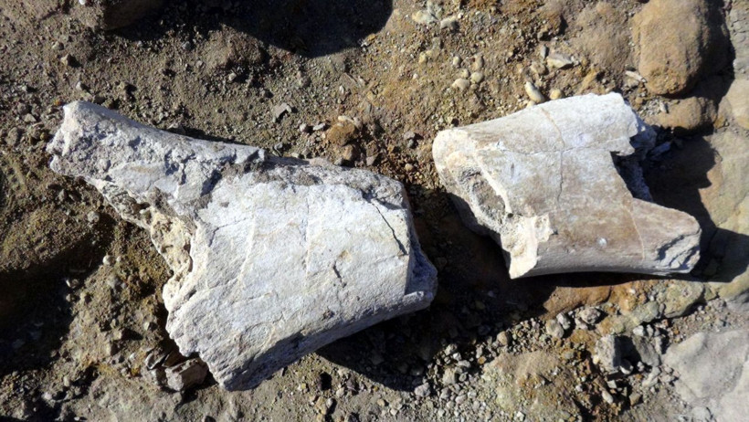 Balık tutmaya gitti bulduğu şeyler tam 7,5 milyon yıllık çıktı - Resim: 1