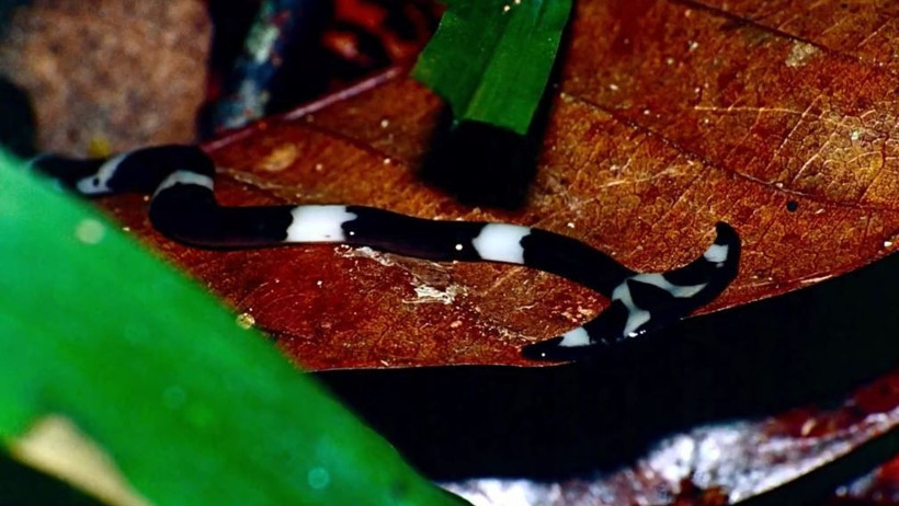 Asya'dan gelen ölümsüz yılan büyük panik yarattı! Kendini yeniliyor öldürülemiyor - Resim: 4