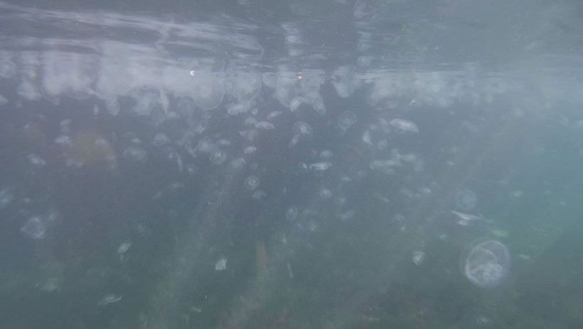 Korkutan görüntü! İstanbul Boğazı’nda denizanası istilası - Resim: 1