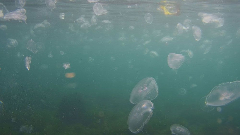 Korkutan görüntü! İstanbul Boğazı’nda denizanası istilası - Resim: 2