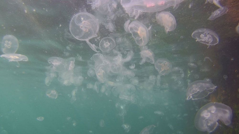 Korkutan görüntü! İstanbul Boğazı’nda denizanası istilası - Resim: 4