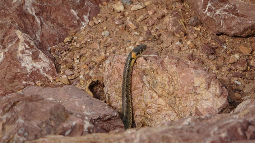 Yüksekova’da sürü halindeki yılanlar ürkütüyor! Sanki Brezilya’nın 'Yılan Adası' - Resim: 1