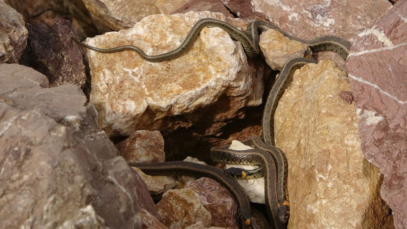 Yüksekova’da sürü halindeki yılanlar ürkütüyor! Sanki Brezilya’nın 'Yılan Adası' - Resim: 3