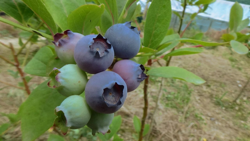 Kilosu 80 TL'den satılıyor Trabzon'da ek gelir olarak ekti yıllık kazancı dudak uçuklattı! - Resim: 1