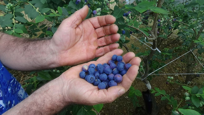 Kilosu 80 TL'den satılıyor Trabzon'da ek gelir olarak ekti yıllık kazancı dudak uçuklattı! - Resim: 4