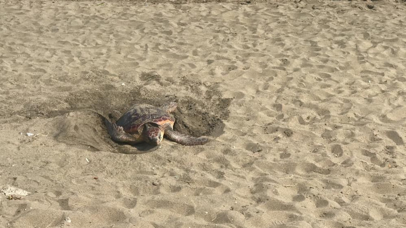 Dünyada nadir görülen olay Mersin'de yaşandı! Yumurta bıraktı: İlk defa karşılaştım - Resim: 2