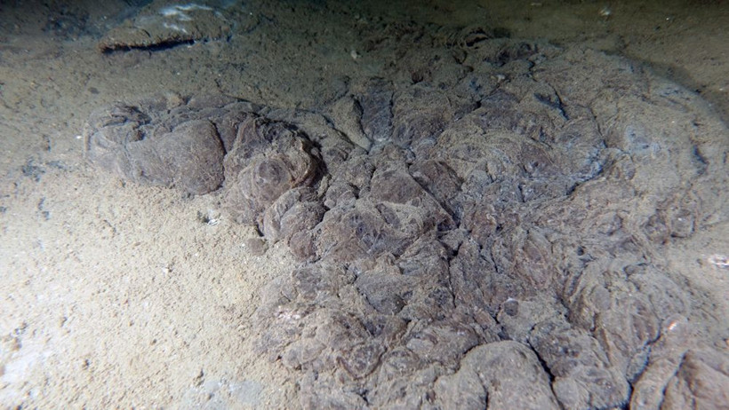 Marmara soğuyamıyor! Müsilaj tehlikesi kapıda - Resim: 1