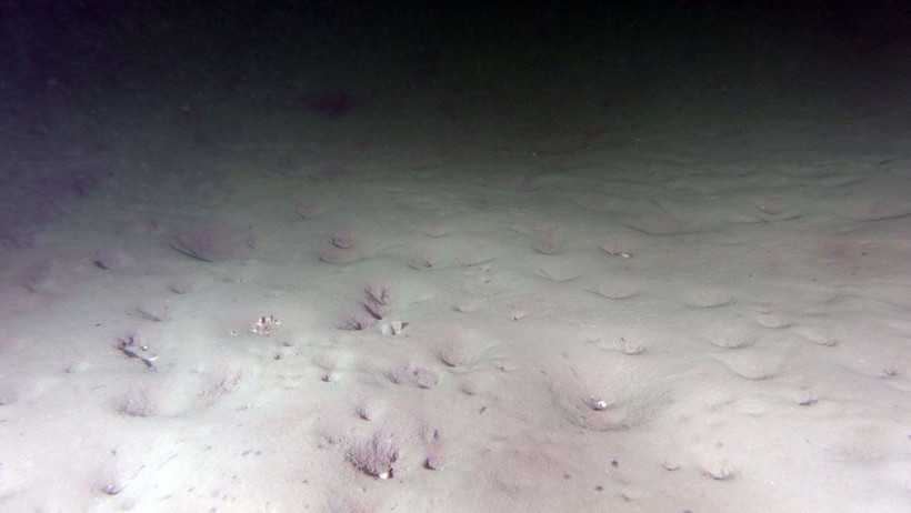 Marmara soğuyamıyor! Müsilaj tehlikesi kapıda - Resim: 4