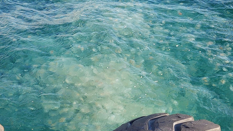 Sakın dokunmayın! Marmara Denizi'ni istila etti: Vücuda temas ettiğinde... - Resim: 1