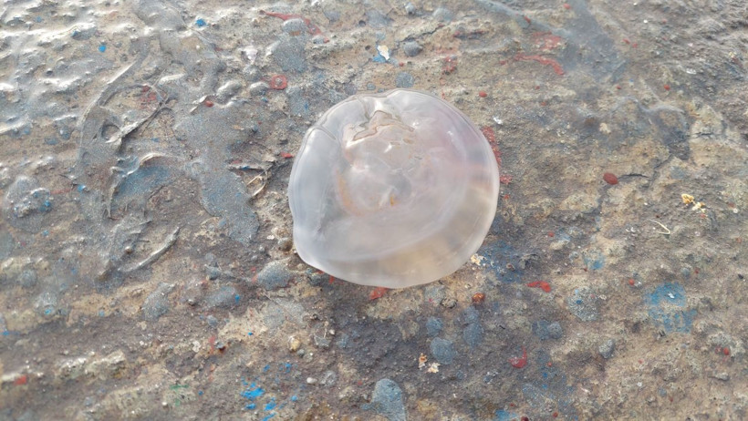 Sakın dokunmayın! Marmara Denizi'ni istila etti: Vücuda temas ettiğinde... - Resim: 3