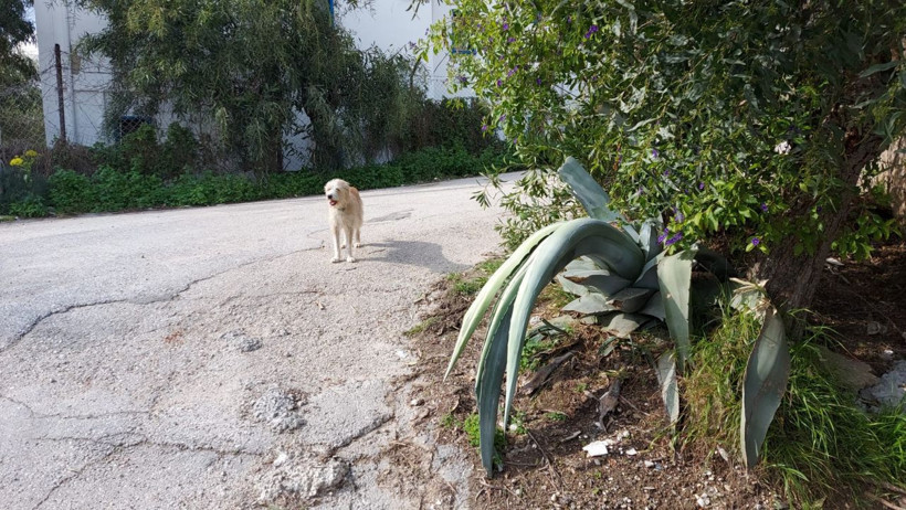 Akrep Nalan'ın cenazesinin ardından köpeği Lucy bakakaldı Füsun Nalan Açın'ın 'Akrep' lakabının anlamı ne - Resim: 4