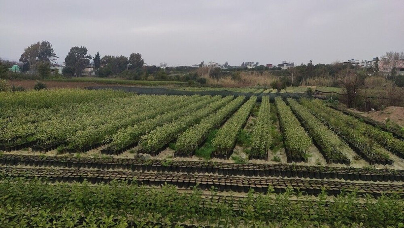 Hatay'da bu işi dedesinden öğrendi! 80 bin tane üretip yurt dışına satıyor - Resim: 2
