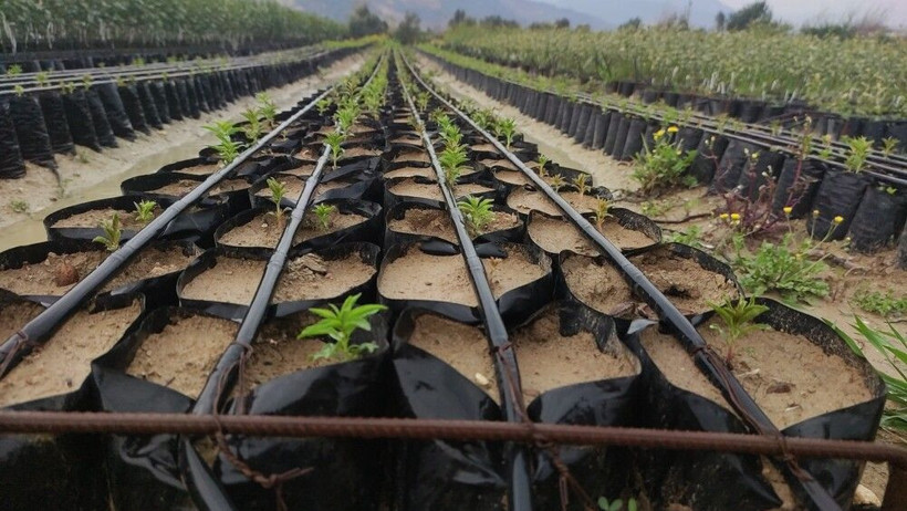 Hatay'da bu işi dedesinden öğrendi! 80 bin tane üretip yurt dışına satıyor - Resim: 3