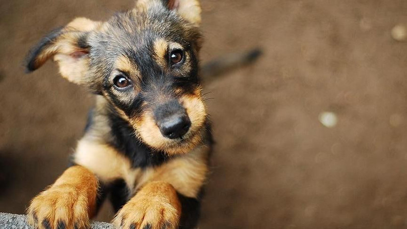 İçişleri Bakanlığı'ndan sokak hayvanı anketi! Yüzde 85.7 aynı yanıtı verdi: 'Dinen evde köpek beslenir mi?' sonucu şaşırttı - Resim: 2
