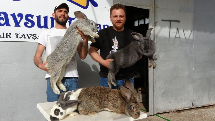 Yurtdışından getirtti gören gözlerine inanmıyor! Hepsi dev gibi - Resim: 1