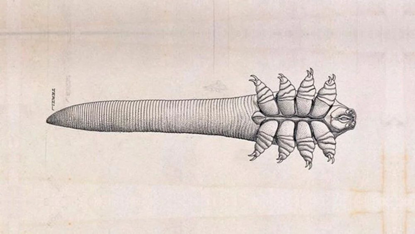 Demodex nedir? İnsan yüzünde milyonlarcası yaşıyor - Resim: 2