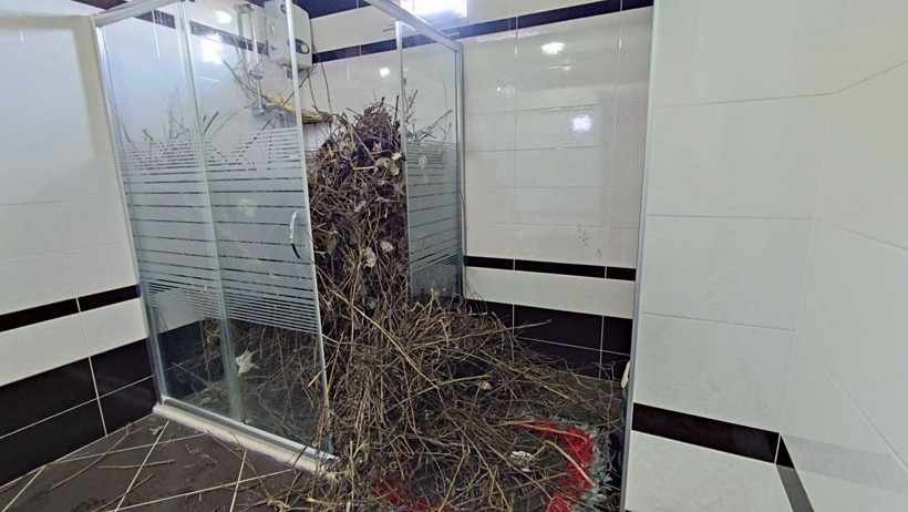 Sakarya'da şaşırtan olay: Kargaların yaptığına inanamayacaksınız - Resim: 1