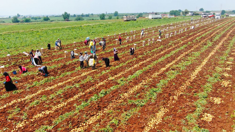 Hasadı 2 hafta geç başladı ama indirim getirecek! Hallere gönderildi fiyatlar düşecek - Resim: 3