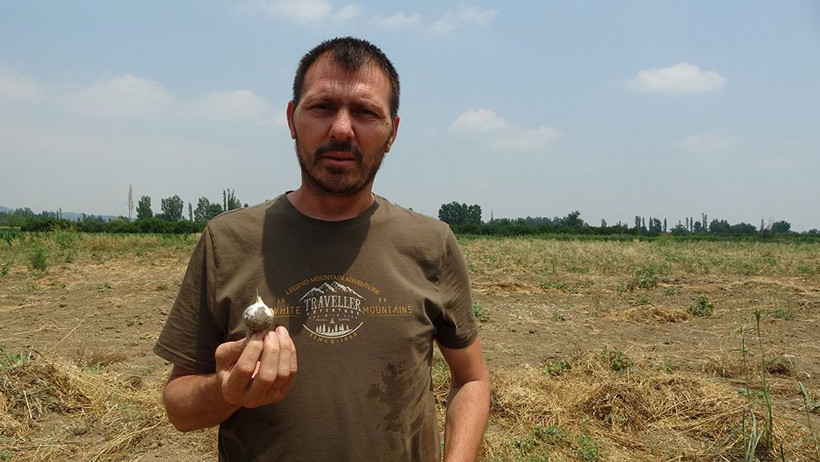 Hırsızlığın böylesi! Tarlada sökülmüş 10 ton sarımsağı traktöre yükleyip götürdü - Resim: 3