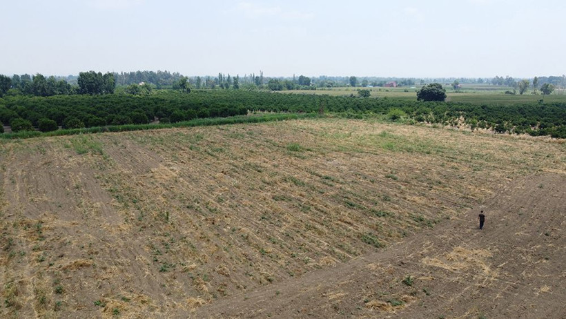 Hırsızlığın böylesi! Tarlada sökülmüş 10 ton sarımsağı traktöre yükleyip götürdü - Resim: 4