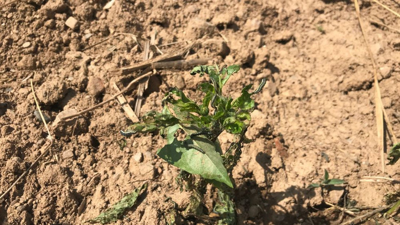 Tırtıl istilası İstanbul'a dayandı! Durum fena tarladaki ürünleri yediler görüntüler kötü - Resim: 2