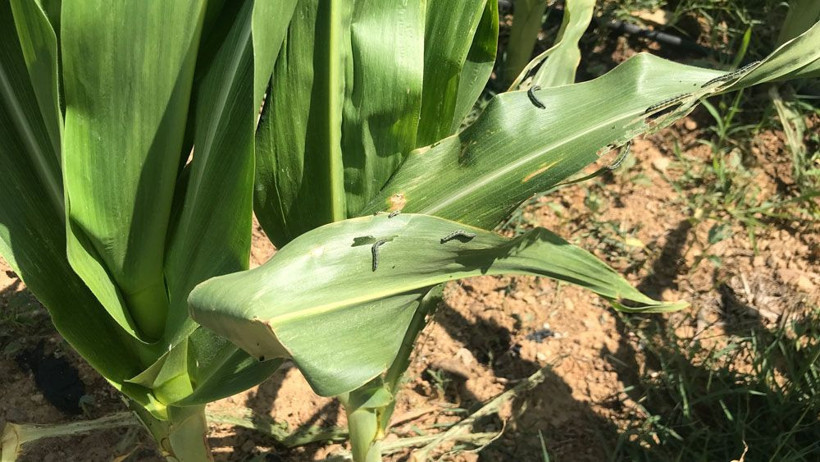 Tırtıl istilası İstanbul'a dayandı! Durum fena tarladaki ürünleri yediler görüntüler kötü - Resim: 3