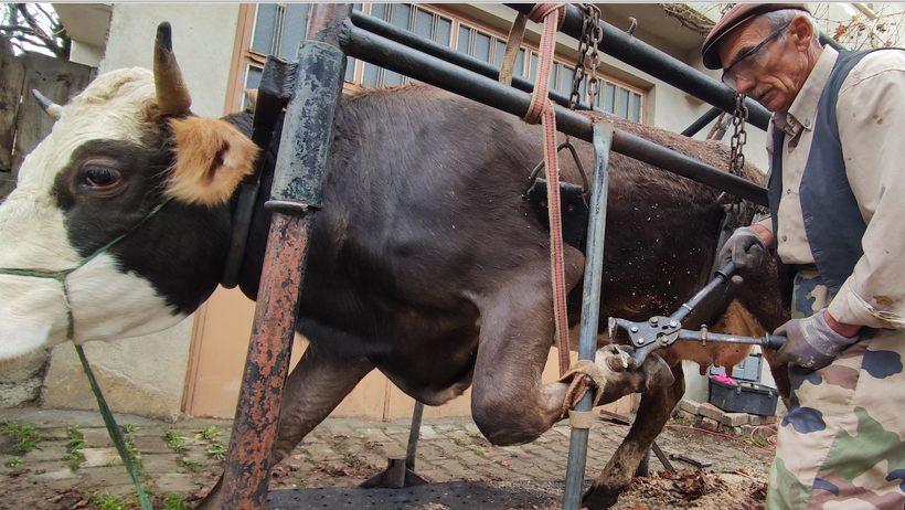 Bu işi yapan tek kişi! İneklere öyle bir şey yapıyor ki süt fışkırıyor - Resim: 2