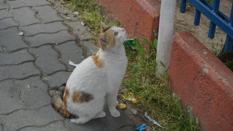 Seçimi bıraktı, canını hiçe saydı! Yavru kediyi kurtarmak için ağaca tırmandı - Resim: 4