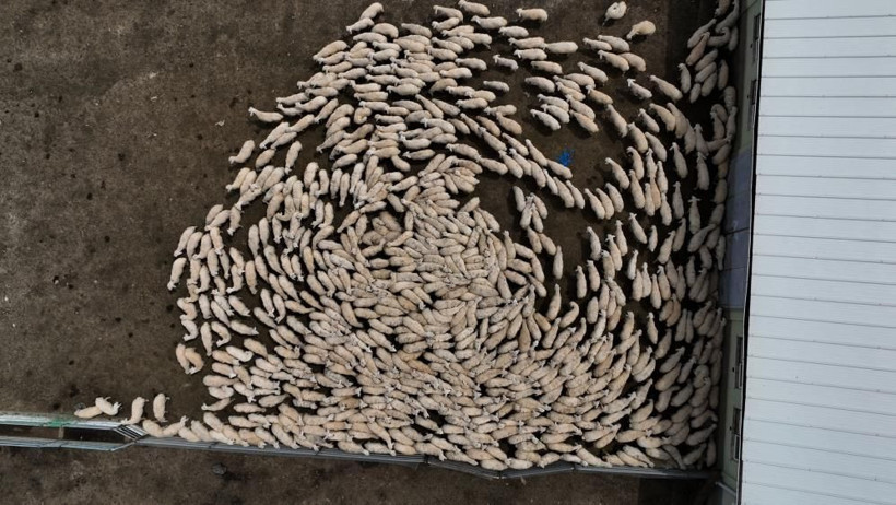 Kapılar açıldı yüzlerce süt kuzusu koşturmaya başladı! Çiftlikte renkli görüntüler: Anneleri ses ve kokularından tanıdı! - Resim: 1