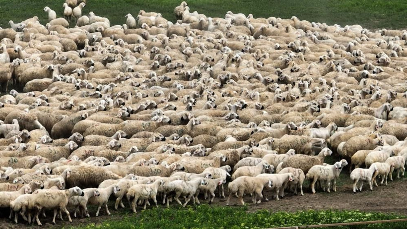 Kapılar açıldı yüzlerce süt kuzusu koşturmaya başladı! Çiftlikte renkli görüntüler: Anneleri ses ve kokularından tanıdı! - Resim: 2