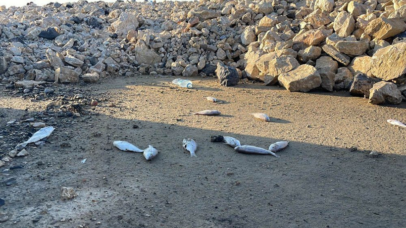 Sahilde görüp ihbar ettiler! Gören şaştı kaldı, ekipler gelip numune aldı - Resim: 4