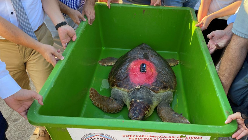 Caretta Caretta ‘Lara Barış’ 1,5 yılda 4 bin kilometre yol kat etti! - Resim: 1