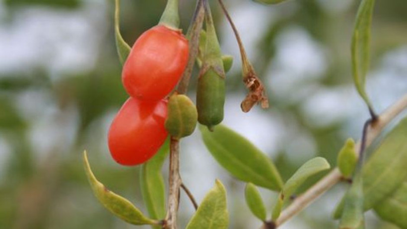 Adeta bir mucize hem zayıflatıyor hem cinsel gücü artırıyor - Resim: 3