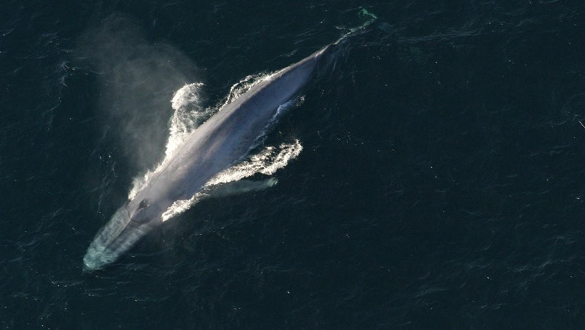 Bu oyunu oynayan intihar ediyor dünya ayağa kalktı! - Resim: 1