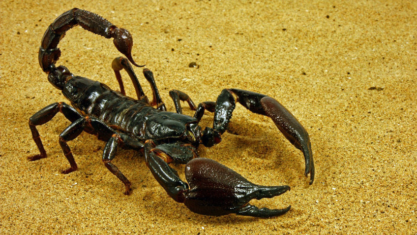 İnternetten satılıyor! Şaşkına çevirdi - Resim: 4