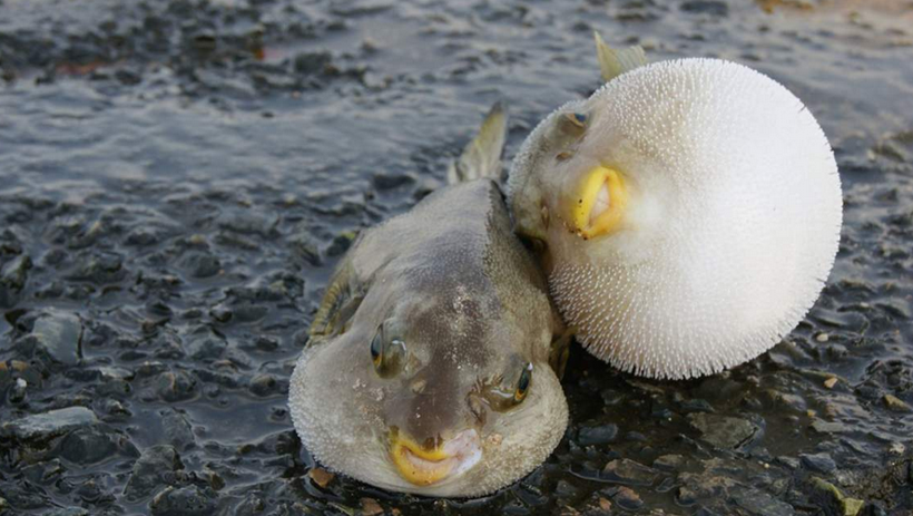 Zehri tedavi ediyor eti öldürüyor - Resim: 2