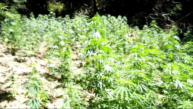 Ormandaki Hint keneviri tarlaları imha edildi - Resim: 3