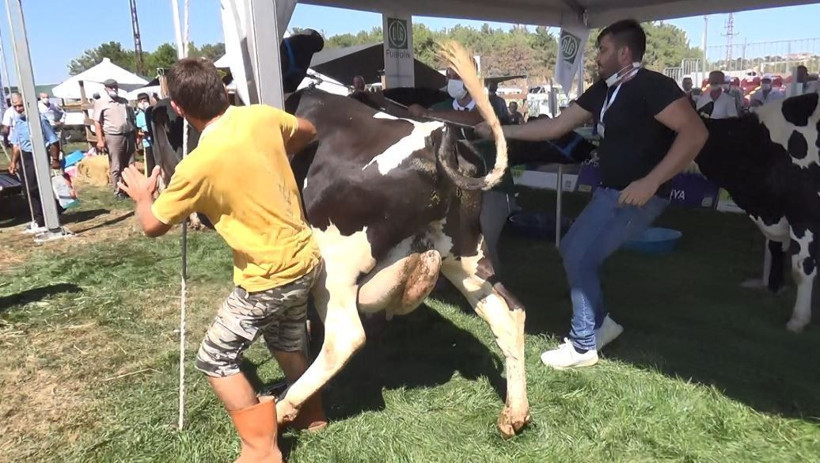 İnatçı inek güzellik yarışmasından kaçtı! Ortalığı birbirine kattı - Resim: 1