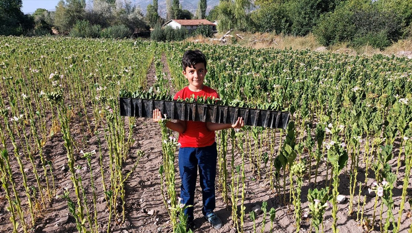 Amasya'da küçük Emirhan derslerine EBA üzerinden tütün tarlasında giriyor - Resim: 1