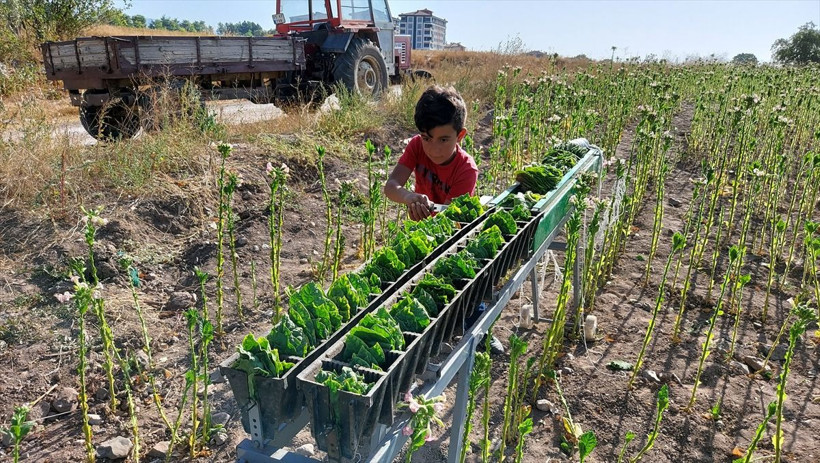 Amasya'da küçük Emirhan derslerine EBA üzerinden tütün tarlasında giriyor - Resim: 2
