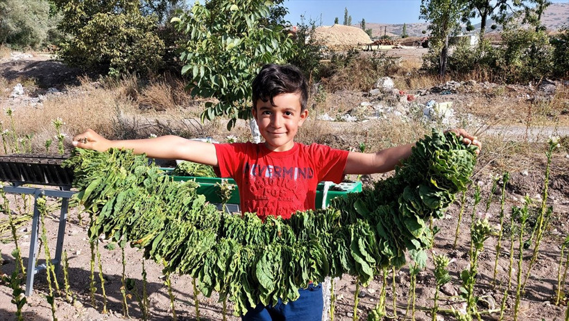 Amasya'da küçük Emirhan derslerine EBA üzerinden tütün tarlasında giriyor - Resim: 3