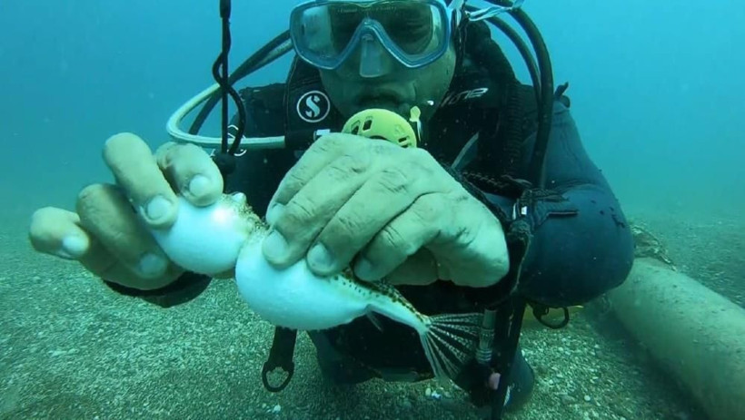 Prof. Dr. Mehmet Gökoğlu'ndan ezber bozan iddia: Balon balıkları öcü değil - Resim: 3
